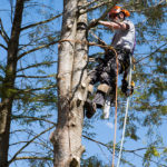 arborist3