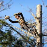 arborist4
