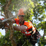 arborist5